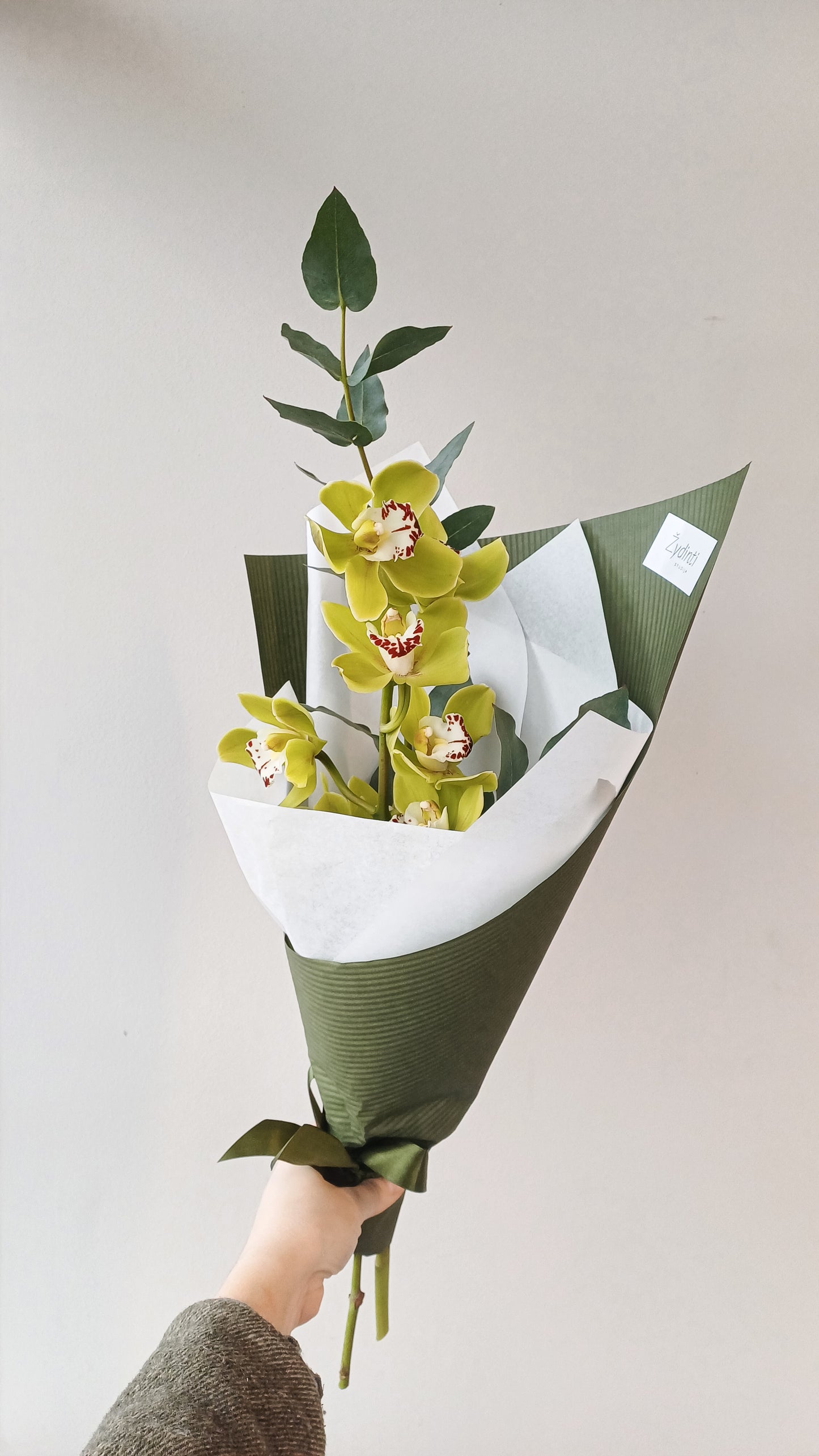 Cymbidium (orchidėjos) žavesys